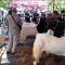 Kontes Kambing dan